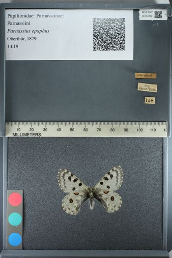 Media type: image;   Entomology 174742